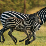Thuật toán Zebra là gì