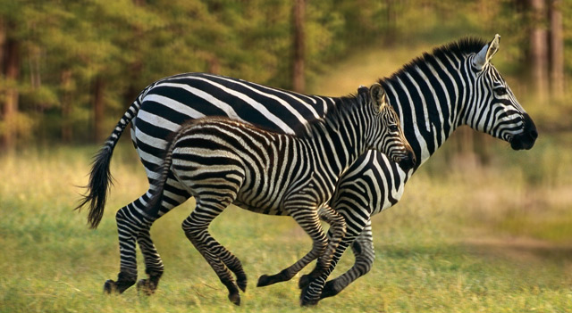Thuật toán Zebra là gì